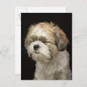 Braun-weißer Shih Tzu mit geschlossenen Augen Postkarte (Vorne/Hinten)