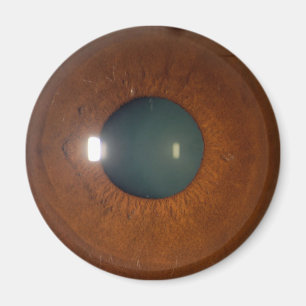 Braunauge Magnet