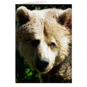 Braunbär