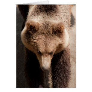 Braunbär