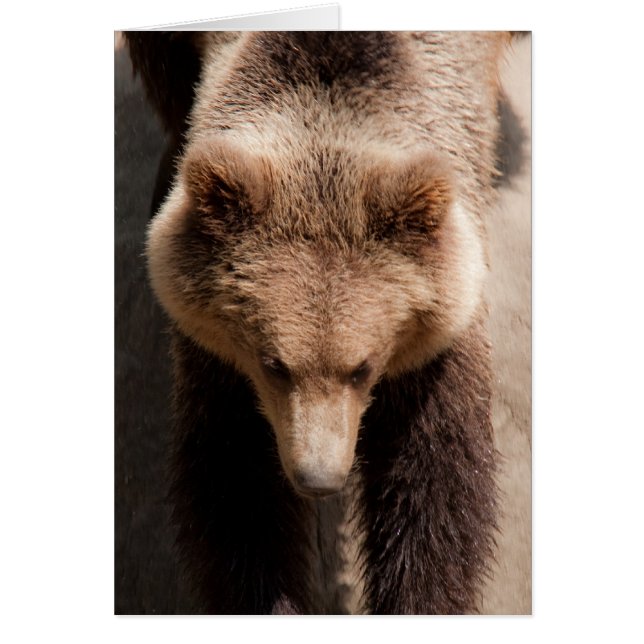 Braunbär (Vorne)