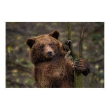 Braunbär alle Paare und Klauen