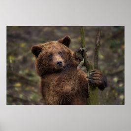 Braunbär alle Paare und Klauen Poster