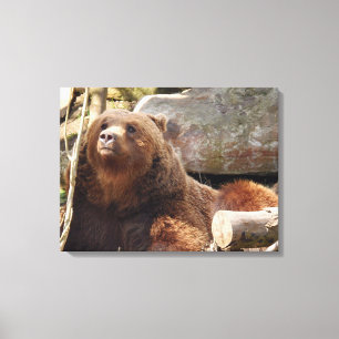 Braunbär auf der Leinwand des Zoos