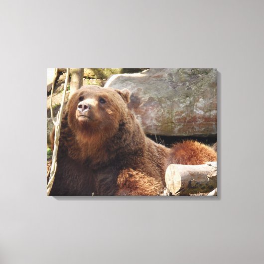 Braunbär auf der Leinwand des Zoos (Vorderseite)