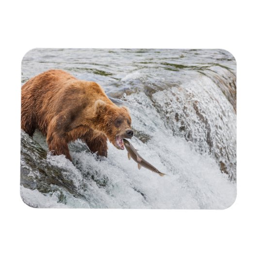 Braunbär fängt roten Lachs Magnet (Horizontal)