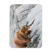 Braunbär fängt roten Lachs Magnet (Vertikal)