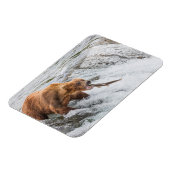 Braunbär fängt roten Lachs Magnet (Linke Seite)