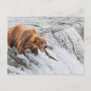 Braunbär fängt roten Lachs Postkarte