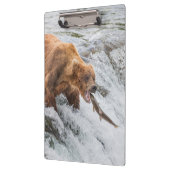 Braunbär fängt Rotlachs Klemmbrett (Links)