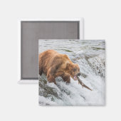Braunbär fängt Rotlachs Magnet (Vorderseite/Rückseite)