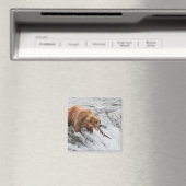 Braunbär fängt Rotlachs Magnet (In Situ (Geschirrspüler))