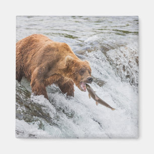 Braunbär fängt Rotlachs Magnet