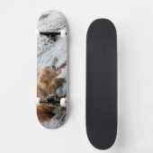 Braunbär fängt Rotlachs Skateboard (Vorderseite)