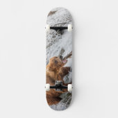 Braunbär fängt Rotlachs Skateboard (Vorderseite)