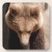 Braunbär Getränkeuntersetzer (Vorderseite)