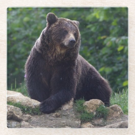 Braunbär Glasuntersetzer (Vorderseite)