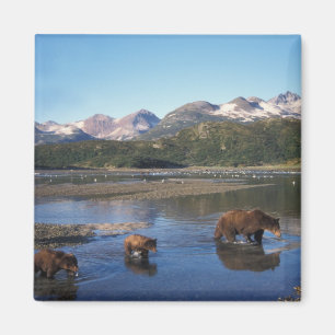 Braunbär, Grizzlybär, Bache und Junge in Magnet