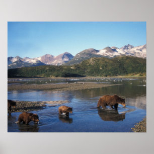 Braunbär, Grizzlybär, Bache und Junge in Poster