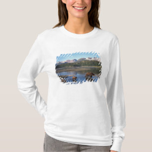 Braunbär, Grizzlybär, Bache und Junge in T-Shirt