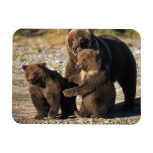 Braunbär, Grizzlybär, Bärin mit Jungen an der Küst Magnet
