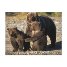 Braunbär, Grizzlybär, Bärin mit Jungen an der Küst