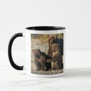 Braunbär, Grizzlybär, Bärin mit Jungen an der Küst Tasse
