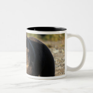 Braunbär, Grizzlybär, Bärin mit Jungen an der Küst Zweifarbige Tasse