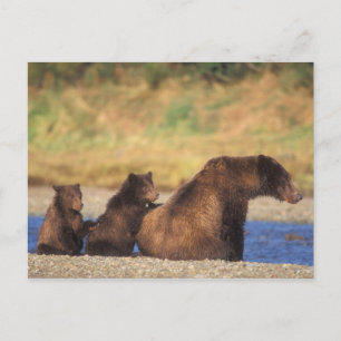 Braunbär, Grizzlybär, Bärin mit Jungen, Postkarte