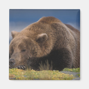 Braunbär, Grizzlybär, beim Nickerchen, Katmai Magnet