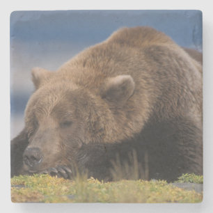 Braunbär, Grizzlybär, beim Nickerchen, Katmai Steinuntersetzer