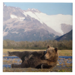 Braunbär, Grizzlybär, der sich auf seinem Rücken a Fliese