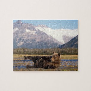 Braunbär, Grizzlybär, der sich auf seinem Rücken a Puzzle