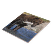 Braunbär, Grizzlybär, Lachsfang, Fliese (Seite)