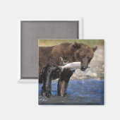 Braunbär, Grizzlybär, Lachsfang, Magnet (Vorderseite/Rückseite)