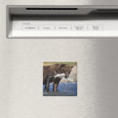 Braunbär, Grizzlybär, Lachsfang, Magnet (In Situ (Geschirrspüler))