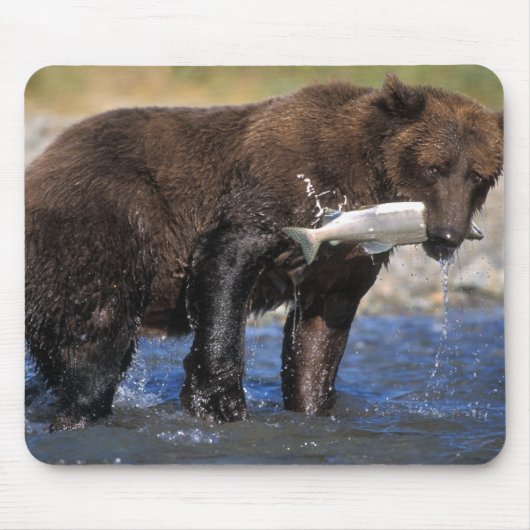Braunbär, Grizzlybär, Lachsfang, Mousepad (Vorne)