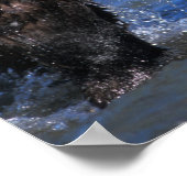 Braunbär, Grizzlybär, Lachsfang, Poster (Ecke)