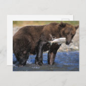 Braunbär, Grizzlybär, Lachsfang, Postkarte (Vorne/Hinten)