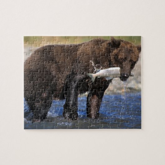 Braunbär, Grizzlybär, Lachsfang, Puzzle (Horizontal)