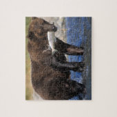 Braunbär, Grizzlybär, Lachsfang, Puzzle (Vertikal)
