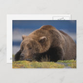 Braunbär, Grizzlybär, mit einem Nickerchen, Katmai Postkarte (Vorne/Hinten)