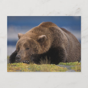 Braunbär, Grizzlybär, mit einem Nickerchen, Katmai Postkarte
