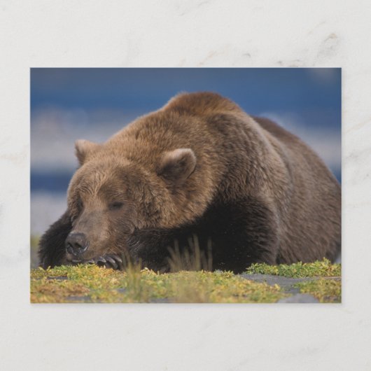 Braunbär, Grizzlybär, mit einem Nickerchen, Katmai Postkarte (Vorderseite)