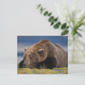 Braunbär, Grizzlybär, mit einem Nickerchen, Katmai Postkarte (Stehend Vorderseite)
