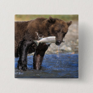 Braunbär, Grizzlybär, mit Lachsfang, Button