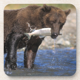 Braunbär, Grizzlybär, mit Lachsfang, Getränkeuntersetzer