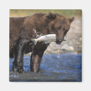 Braunbär, Grizzlybär, mit Lachsfang, Magnet