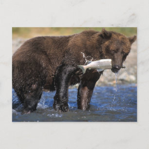 Braunbär, Grizzlybär, mit Lachsfang, Postkarte