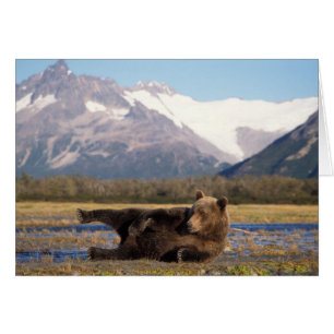 Braunbär, Grizzlybär reckt sich auf dem Rücken